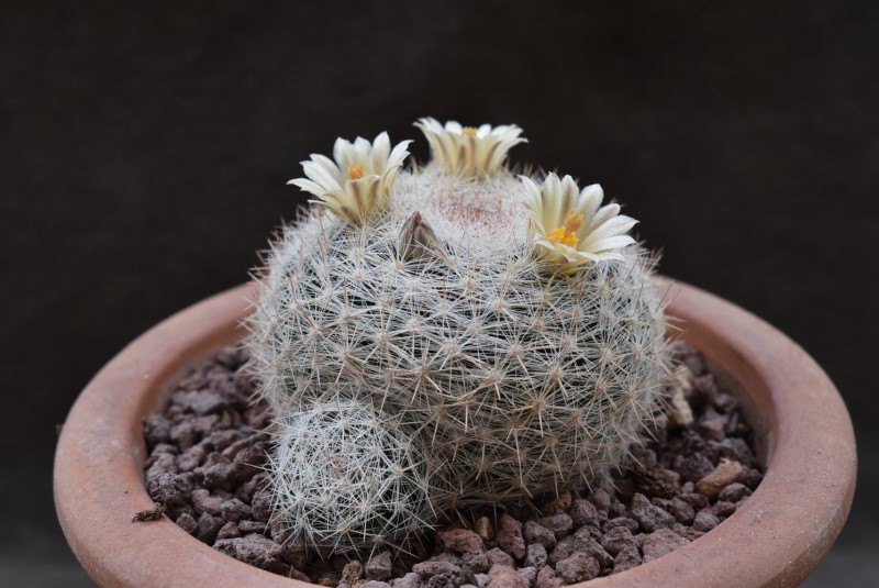 Mammillaria candida BZ 10