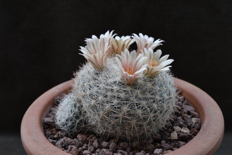 Mammillaria candida BZ 10