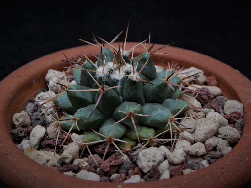 Mammillaria roseoalba PN 235