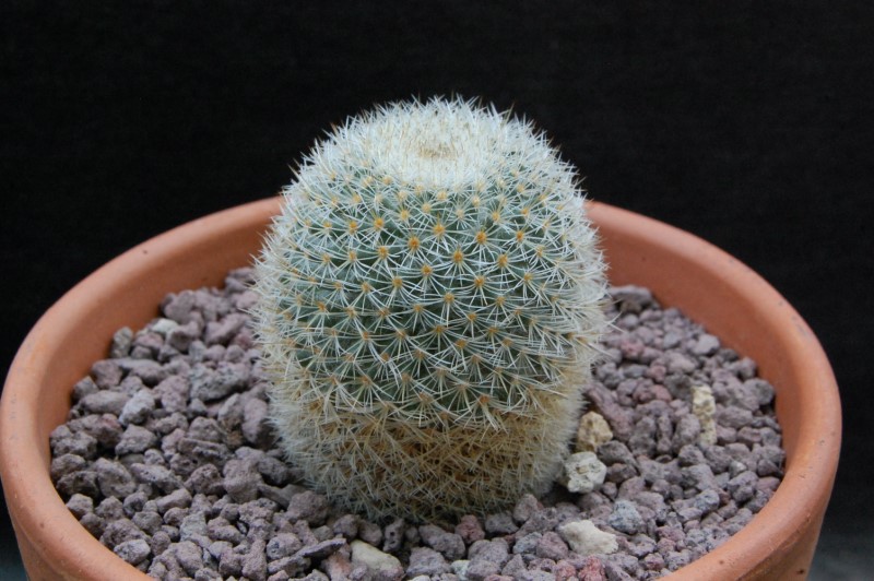 Mammillaria sp. P 323