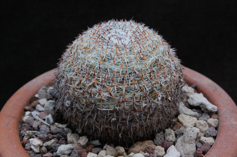 Mammillaria formosa CH 222