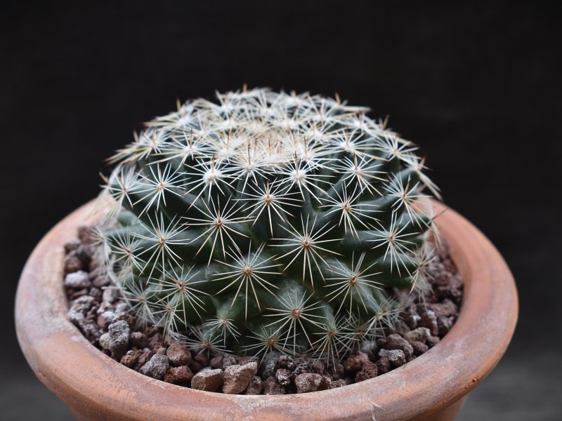 Mammillaria applanata SB 836