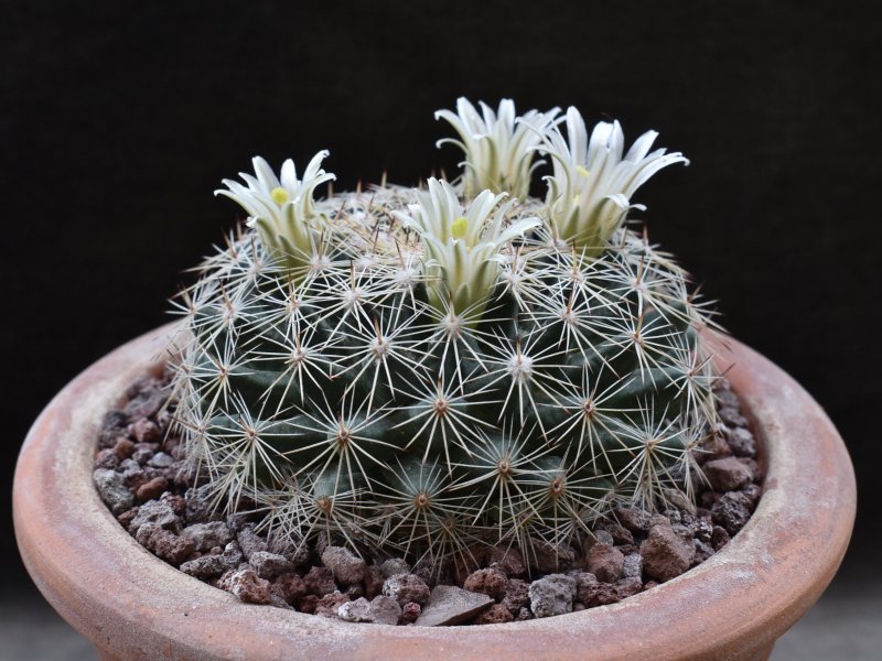 Mammillaria applanata SB 836