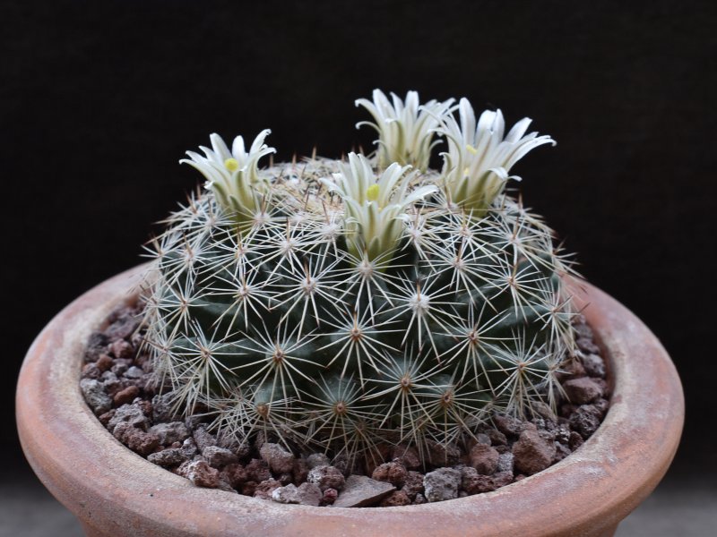 Mammillaria applanata SB 836