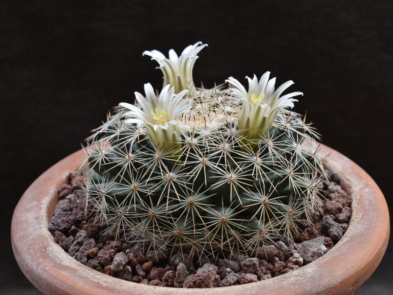 Mammillaria applanata SB 836