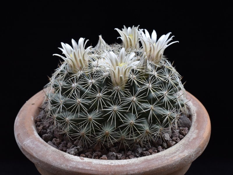 Mammillaria applanata SB 836