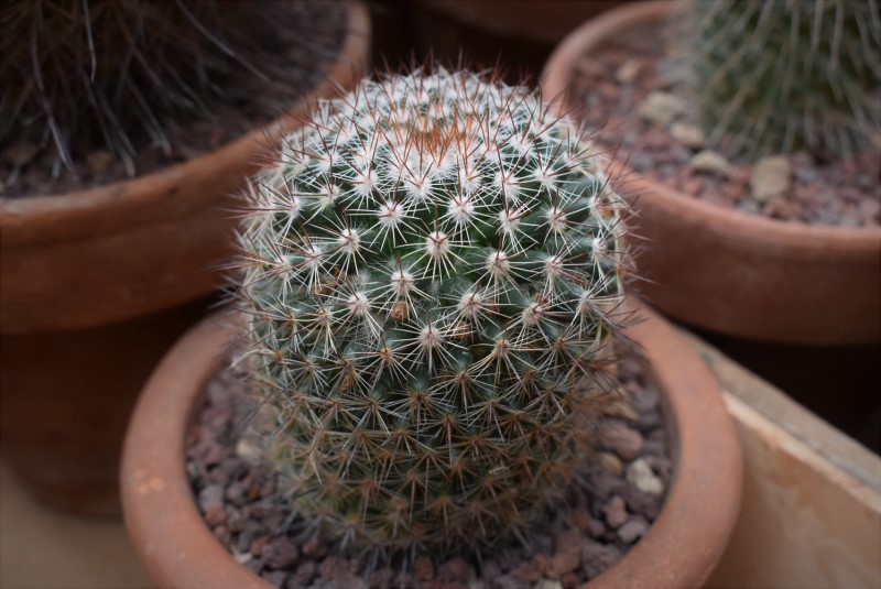 Mammillaria hubertmulleri REP 1460