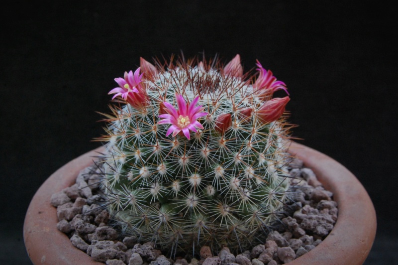 Mammillaria hubertmulleri REP 1460