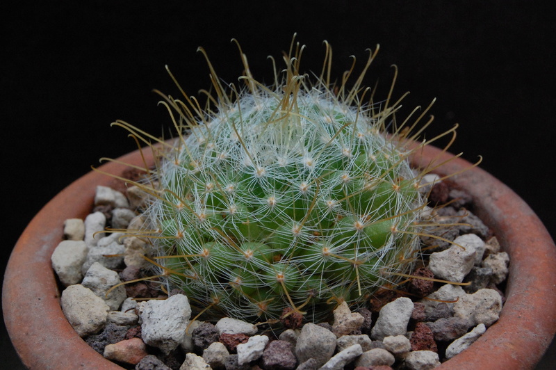 Mammillaria sinistrohamata SB 24