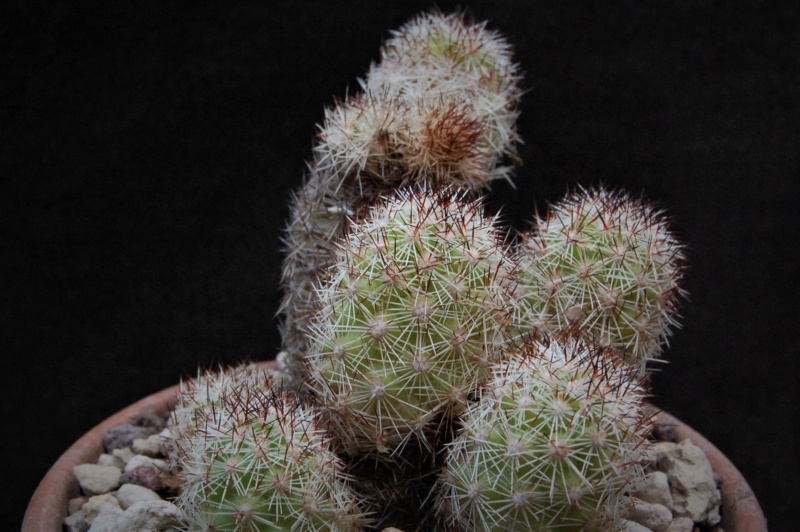 Mammillaria sphacelata SB 677