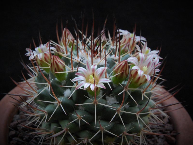 Mammillaria wagneriana ROG 504