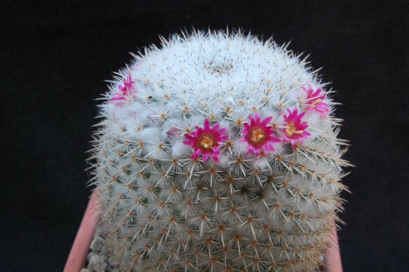 Mammillaria albilanata ssp. oaxacana SB 578