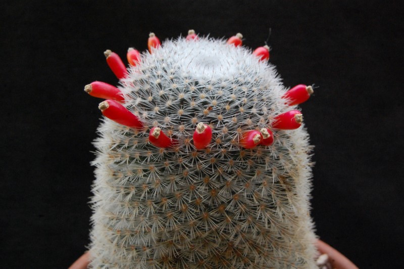 Mammillaria albilanata ssp. oaxacana SB 578