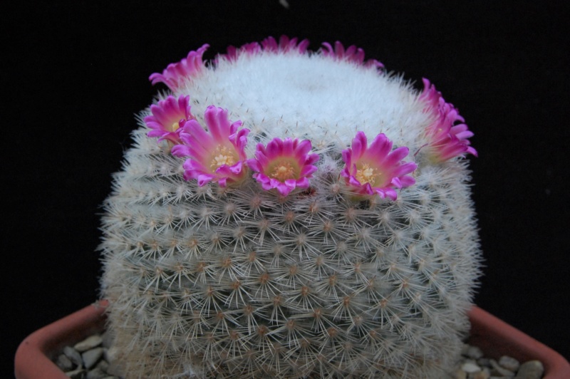 Mammillaria albilanata ssp. oaxacana SB 578