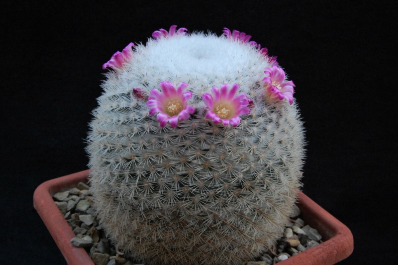 Mammillaria albilanata ssp. oaxacana SB 578