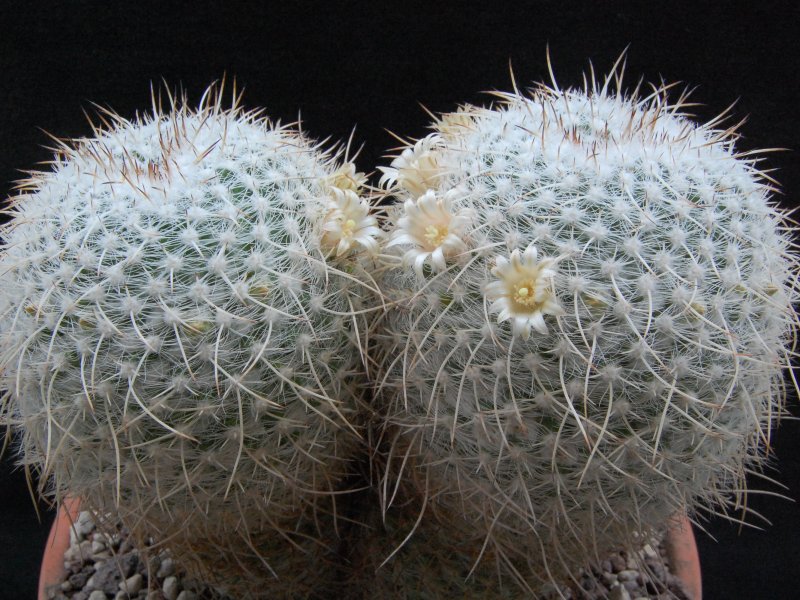 Mammillaria parkinsonii SB 315