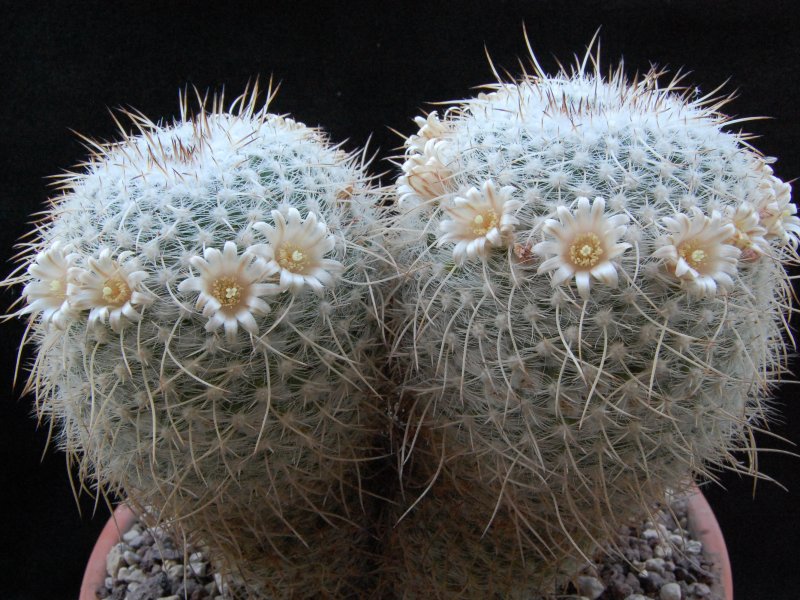 Mammillaria parkinsonii SB 315