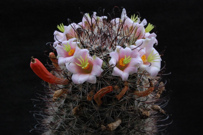 Mammillaria microcarpa RP 100