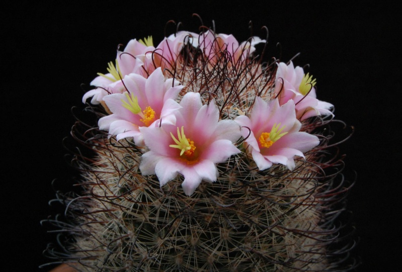 Mammillaria microcarpa RP 100