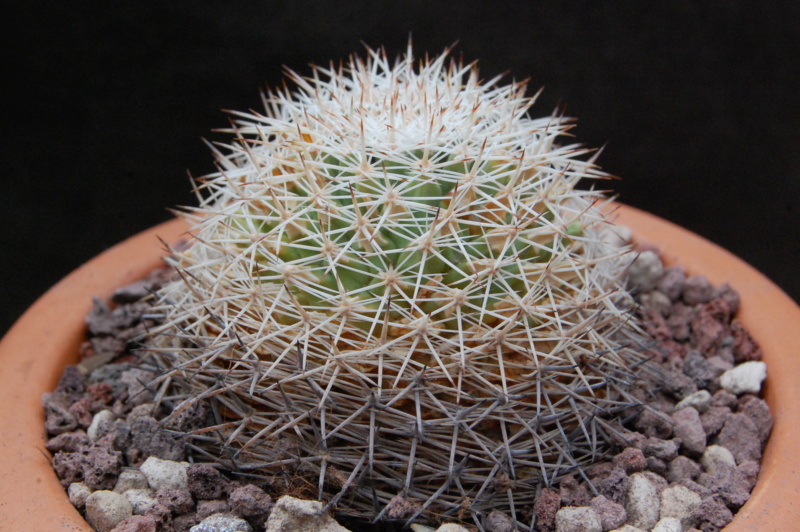 Mammillaria grusonii REP 1089