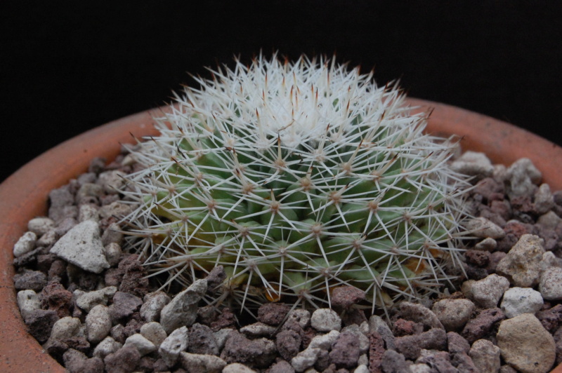 Mammillaria grusonii SB 1145