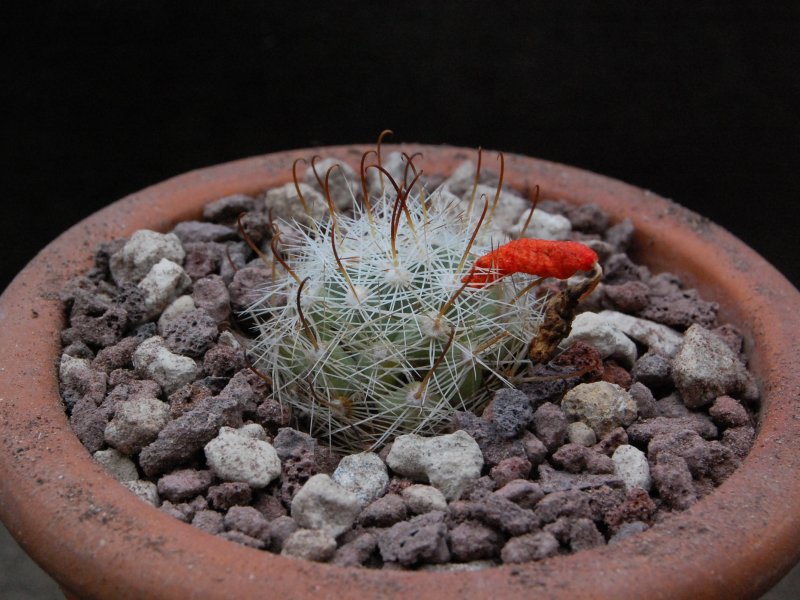 Mammillaria boolii SB 433