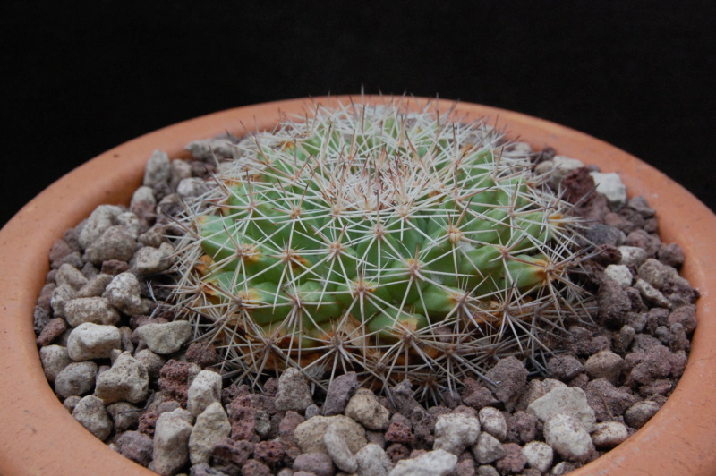 Mammillaria grusonii WM 7053