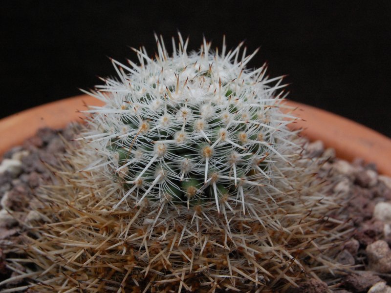 Mammillaria parkinsonii CSD 303