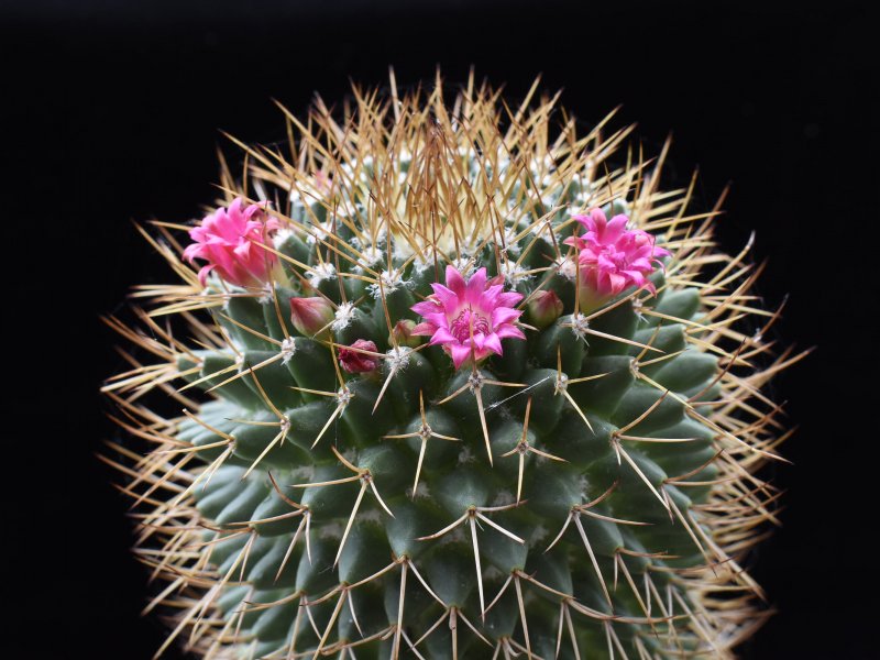 mammillaria polythele