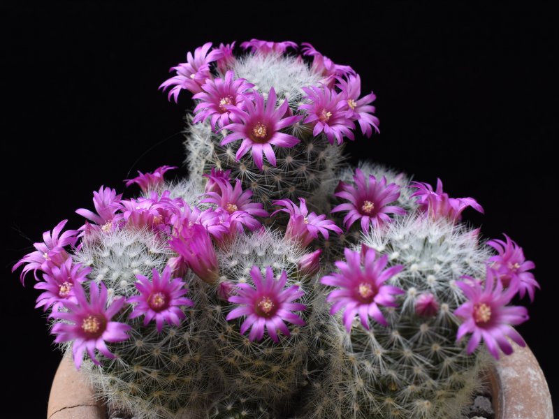 Mammillaria laui ssp. dasyacantha 
