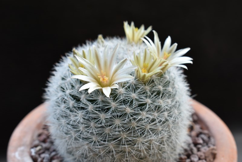 Mammillaria candida DAR 103