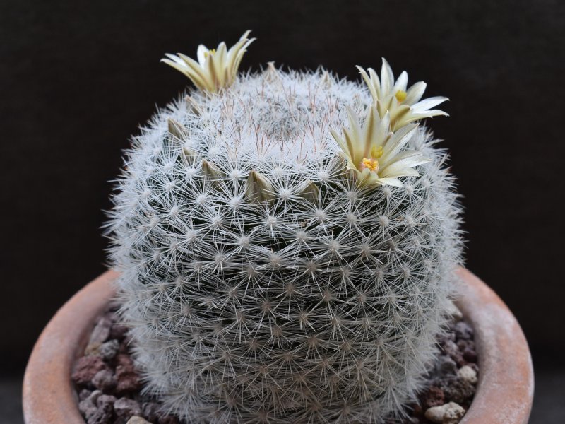 Mammillaria candida DAR 103