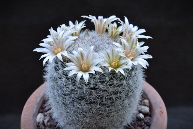 Mammillaria candida DAR 103