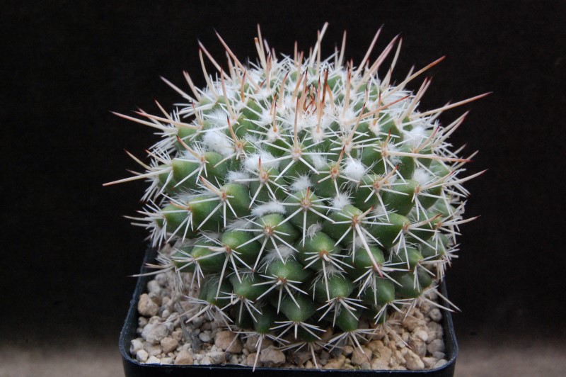 Mammillaria centricirrha MK 009.347