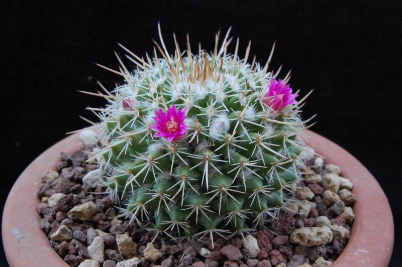 Mammillaria centricirrha MK 009.347