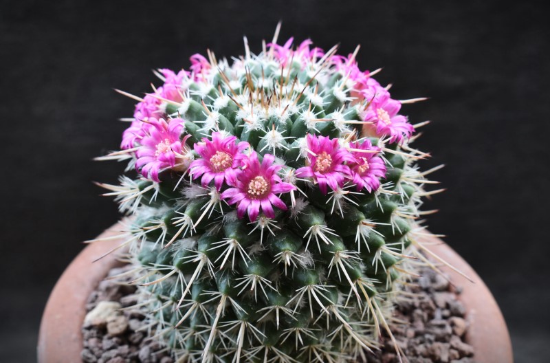 Mammillaria centricirrha MK 009.347