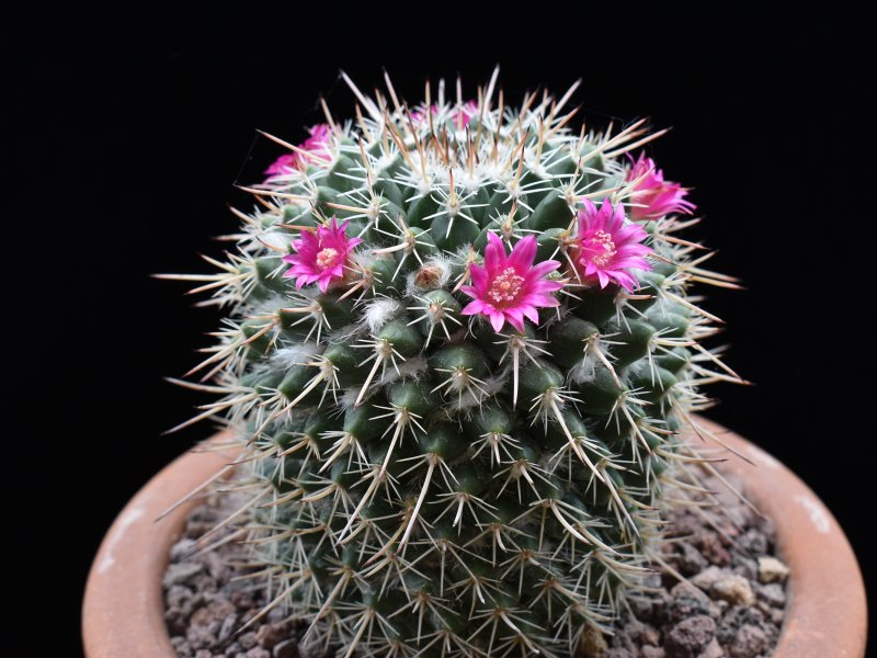 Mammillaria centricirrha MK 009.347