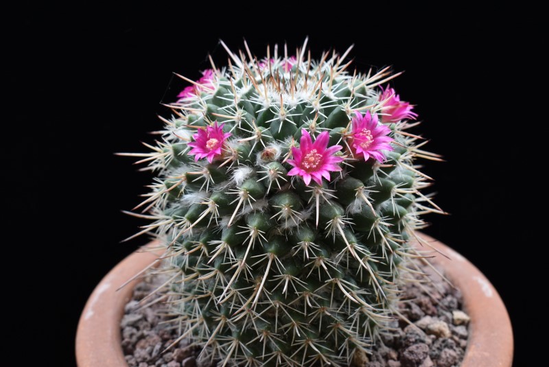 Mammillaria centricirrha MK 009.347