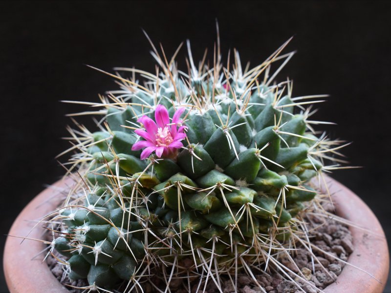 Mammillaria rioverdense MZ 0579