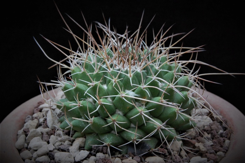 Mammillaria rioverdense MZ 0579