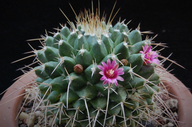 Mammillaria rioverdense MZ 0579