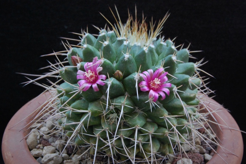 Mammillaria rioverdense MZ 0579