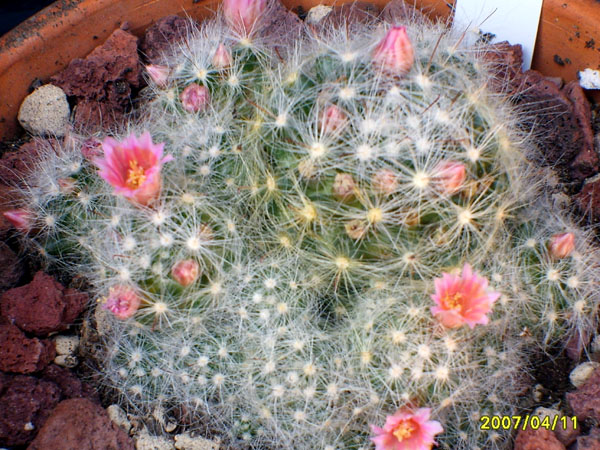 Mammillaria glassii 