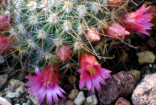 Mammillaria rekoi ssp. leptacantha 