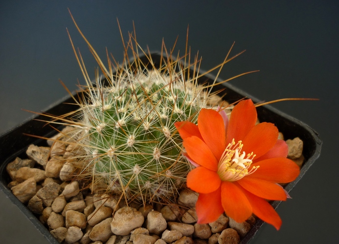 Rebutia fiebrigii R 503