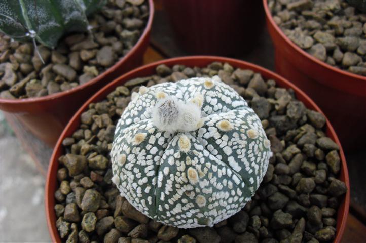 Astrophytum asterias cv. super kabuto 