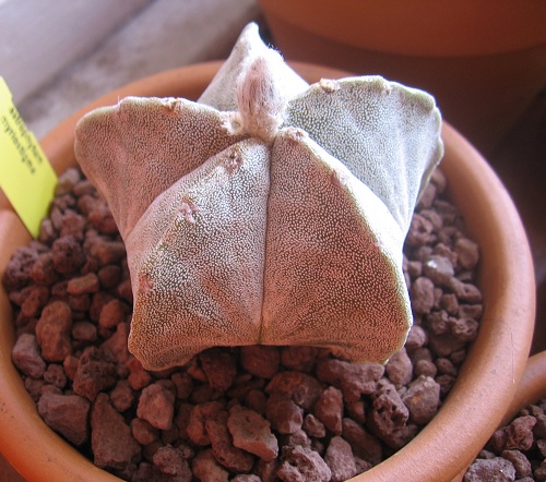 Astrophytum myriostigma 