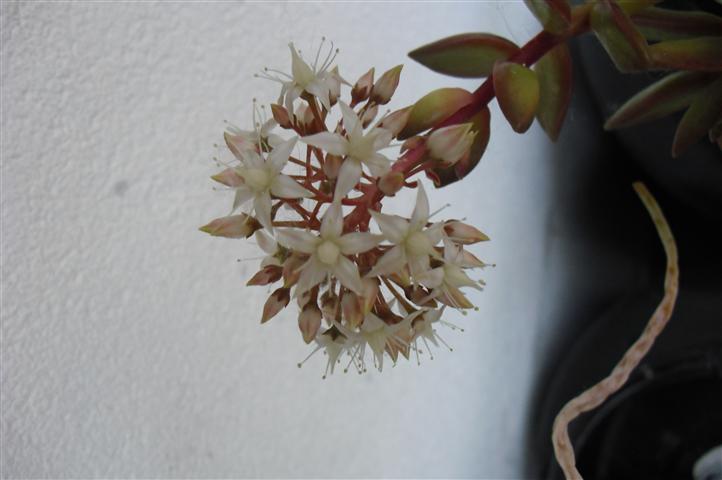 Sedum nussbaumerianum 