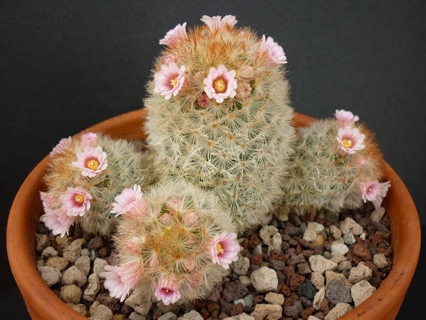 Mammillaria carmenae 