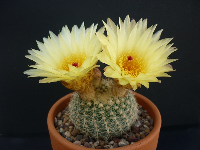 Notocactus concinnus v. apricus 